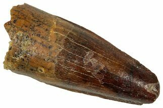 Juvenile Fossil Spinosaurus Tooth - Real Dinosaur Tooth #348705