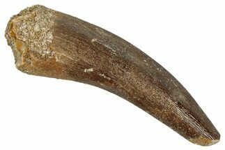 Fossil Plesiosaur (Zarafasaura) Tooth - Morocco #349818