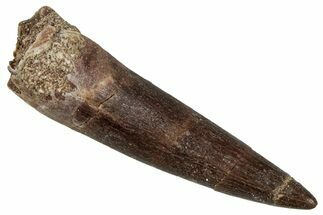 Fossil Plesiosaur (Zarafasaura) Tooth - Morocco #349825