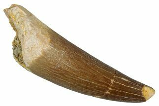 Fossil Plesiosaur (Zarafasaura) Tooth - Morocco #349830