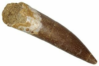 Fossil Plesiosaur (Zarafasaura) Tooth - Morocco #349831