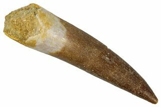 Fossil Plesiosaur (Zarafasaura) Tooth - Morocco #349832