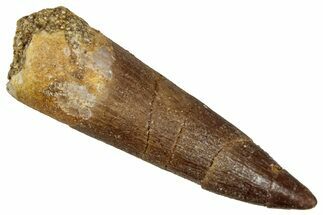 Fossil Plesiosaur (Zarafasaura) Tooth - Morocco #349842