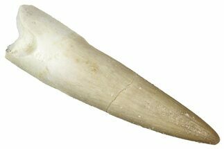 Fossil Plesiosaur (Zarafasaura) Tooth - Morocco #349868