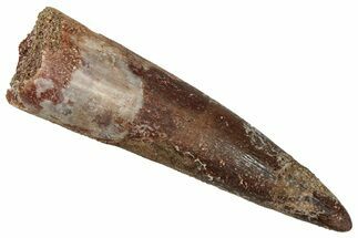 Fossil Plesiosaur (Zarafasaura) Tooth - Morocco #349873
