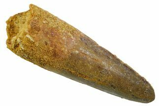 Fossil Spinosaurus Tooth - Real Dinosaur Tooth #349765