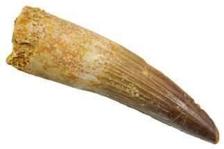 Fossil Spinosaurus Tooth - Real Dinosaur Tooth #349768