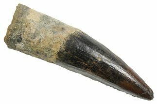Fossil Spinosaurus Tooth - Real Dinosaur Tooth #349781