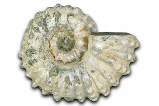 Bumpy Ammonite (Douvilleiceras) Fossil - Purple Iridescence #343825