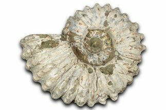 Bumpy Ammonite (Douvilleiceras) Fossil - Madagascar #343826