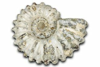 Bumpy Ammonite (Douvilleiceras) Fossil - Madagascar #343827