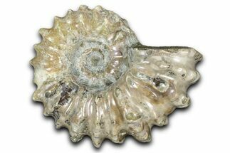 Bumpy Ammonite (Douvilleiceras) Fossil - Madagascar #343828