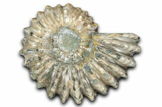 Bumpy Ammonite (Douvilleiceras) Fossil - Madagascar #343834