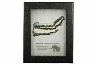 Mammoth Molar Slice With Case - South Carolina #349961