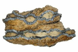 Mammoth Molar Slice With Case - South Carolina #349967