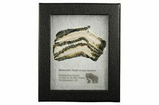 Mammoth Molar Slice With Case - South Carolina #349972
