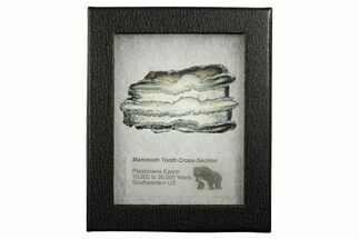 Mammoth Molar Slice With Case - South Carolina #349973