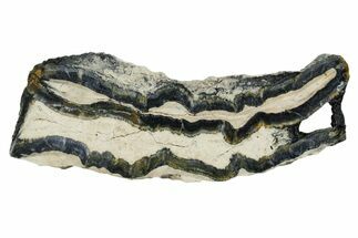 Mammoth Molar Slice With Case - South Carolina #349976