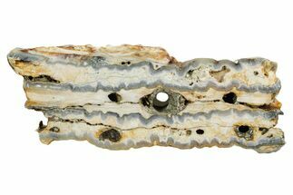 Mammoth Molar Slice With Case - South Carolina #349977