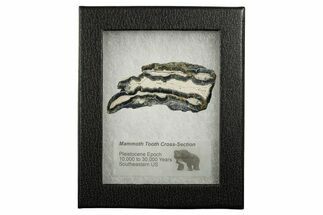Mammoth Molar Slice With Case - South Carolina #349981