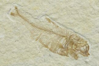 Juvenile Fossil Fish (Diplomystus) - Wyoming #349599