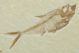 Detailed Fossil Fish (Diplomystus) - Wyoming #349609