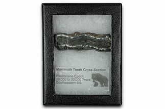 Mammoth Molar Slice With Case - South Carolina #349989