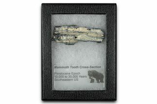 Mammoth Molar Slice With Case - South Carolina #349991