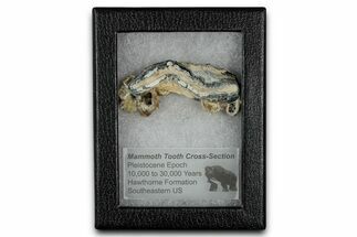 Mammoth Molar Slice With Case - South Carolina #349994