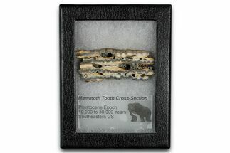 Mammoth Molar Slice With Case - South Carolina #349995