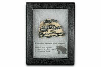 Mammoth Molar Slice With Case - South Carolina #350001