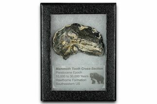 Mammoth Molar Slice With Case - South Carolina #350010