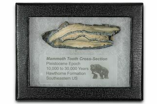 Mammoth Molar Slice With Case - South Carolina #350011