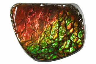 Iridescent Ammolite (Fossil Ammonite Shell) - Rainbow Colored #336295