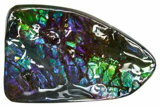 Iridescent Ammolite (Fossil Ammonite Shell) - Greens & Purples #336296