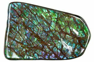 Iridescent Ammolite (Fossil Ammonite Shell) - Greens & Purples #336297