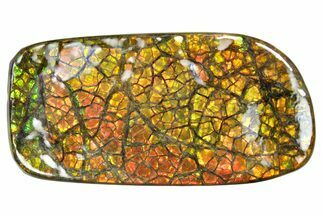 Iridescent Ammolite (Fossil Ammonite Shell) - Oranges & Greens #336313