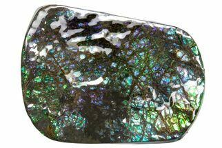 Iridescent Ammolite (Fossil Ammonite Shell) - Greens & Blues #336314
