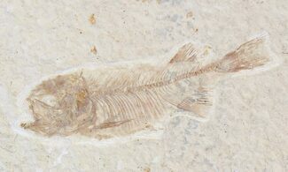 Baby Phareodus - Green River Formation #18710