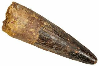Fossil Spinosaurus Tooth - Real Dinosaur Tooth #350116
