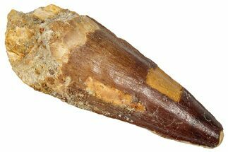 Fossil Spinosaurus Tooth - Real Dinosaur Tooth #350125