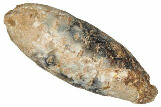 Fossil Cycadophyte Seed Cone - Boujdour, Morocco #349105