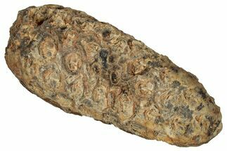 Fossil Cycadophyte Seed Cone - Boujdour, Morocco #349107