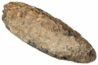 Fossil Cycadophyte Seed Cone - Boujdour, Morocco #349115