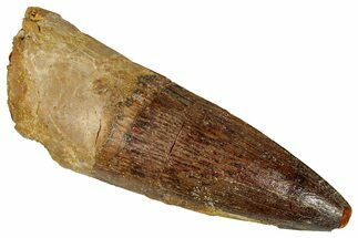 Fossil Spinosaurus Tooth - Real Dinosaur Tooth #350068