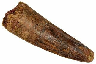 Fossil Spinosaurus Tooth - Real Dinosaur Tooth #350074