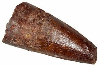 Fossil Spinosaurus Tooth - Real Dinosaur Tooth #350080