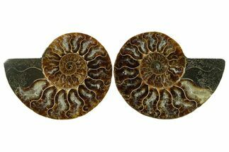 Cut & Polished, Agatized Ammonite Fossil - Madagascar #348983