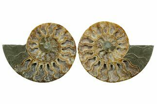 Cut & Polished, Agatized Ammonite Fossil - Deep Crystal Pockets #348992