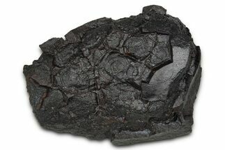 Dragon Scale Stone (Iron, Manganese, Siderite Nodule) #350187